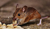 24 Hour & Emergency Exterminators in New Salem, NC